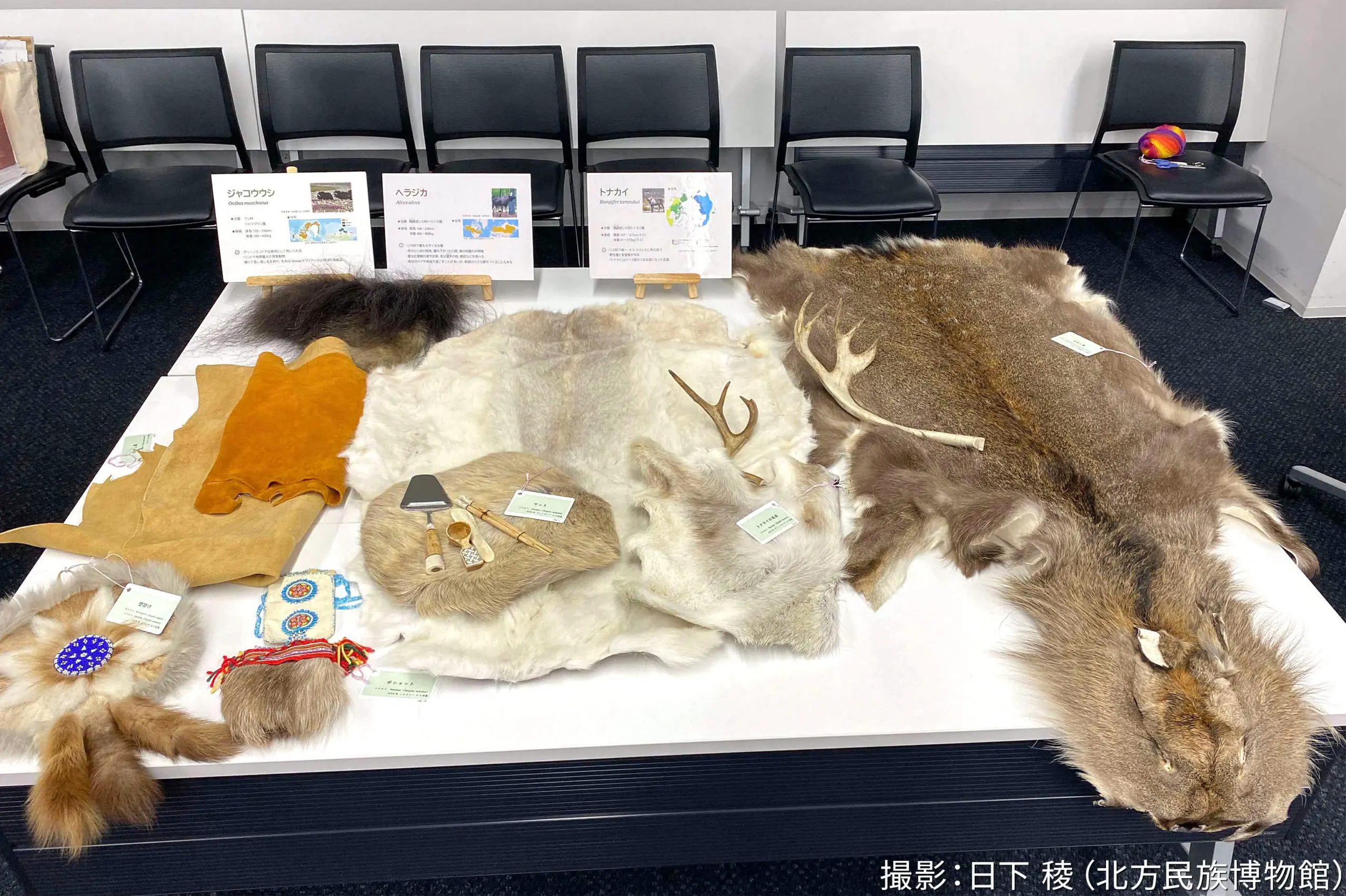 動物の毛皮に触ってみよう<br data-src-img=