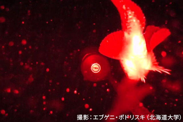 北極圏の氷河フィヨルドで、後ろ向きに泳ぐ魚をはじめとする珍しい生物の映像を撮影(英語のみ)